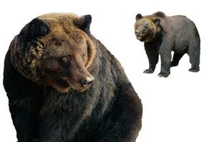 impostato di grande Marrone orsi isolato su bianca sfondo ursus arctos. grizzly nel diverso pose per design foto