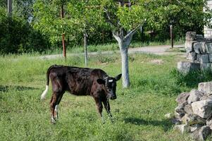 giovane Marrone vitello pascolo su verde prato, un' rurale paesaggio che comprende natura, agricoltura, e bestiame. campagna con vivace verde prato. natura di azienda agricola. mucca, kine foto