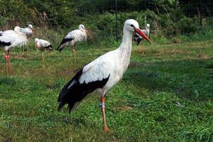 bianca cicogna, ciconia ciconia, su un' verde prato. il uccello quello porta bambini. reinserimento centro per animali foto