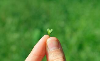 dita hold un' foglia di un' pianta nel il forma di un' cuore, avvicinamento macro su un' verde sfondo. capsella foglia. simbolo di amore, Salvataggio il pianeta, pace, eco stile di vita foto