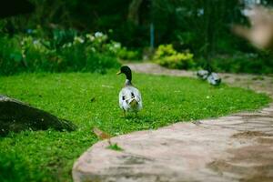 gregge di mallardo anatre pascolo nel il giardino. mallardo anatra a piedi su il erba. foto