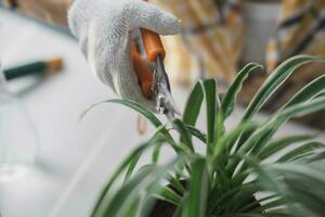 vicino su di giovane femmina giardiniere indossare guanti per cura per in vaso impianti al chiuso. proprietario inizio su piccolo attività commerciale serra. foto