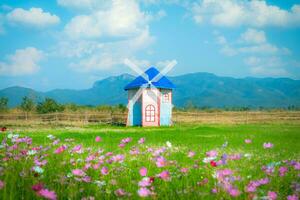 bellissimo cosmo fiori fioritura nel il giardino contro turbina di legno Casa sfondo. mulino a vento Casa nel cosmo fiori campo foto