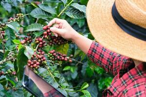 moderno asiatico contadino utilizzando digitale tavoletta e controllo maturo caffè fagioli a caffè piantagione. moderno tecnologia applicazione nel agricolo in crescita attività concetto. foto