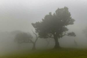 fanale foresta - seixale, Portogallo foto