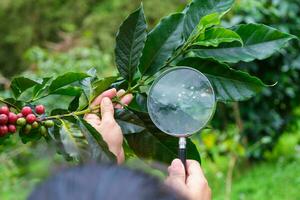 caffè cespugli maturare nel il montagne di Tailandia pronto per essere raccolto con verde e rosso caffè ciliegie. arabica caffè fagioli maturazione su albero nel nel biologico caffè piantagione. foto