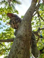 gatto si arrampica albero foto