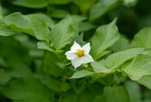 fioritura Patata. bianca fioritura Patata fiore nel pianta. Patata agricoltura e coltivazione concetto. foto