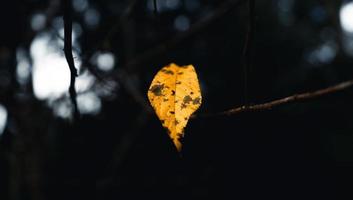 foglie d'autunno il primo giallo in giardino foto