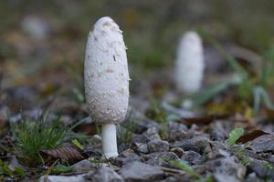 fungo macrolepiota procera ancora chiuso foto