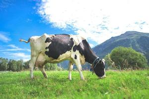 una mucca svizzera si nutre al pascolo foto