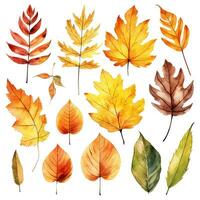 acquerello disegno, impostato di autunno giallo le foglie. autunno vacanza, raccolto, ringraziamento. foto