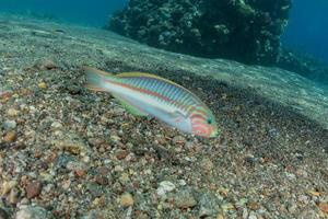 i pesci nuotano nel mar rosso, pesci colorati, eilat israele foto