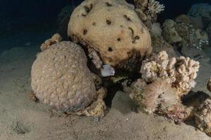 barriera corallina e piante acquatiche nel mar rosso, eilat israele foto