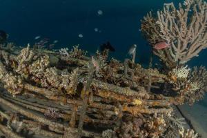 barriera corallina e piante acquatiche nel mar rosso, eilat israele foto