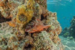 i pesci nuotano nel mar rosso, pesci colorati, eilat israele foto