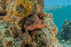 i pesci nuotano nel mar rosso, pesci colorati, eilat israele foto