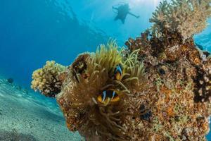 barriera corallina e piante acquatiche nel mar rosso, eilat israele foto