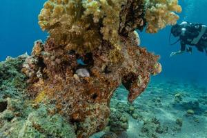 barriera corallina e piante acquatiche nel mar rosso, eilat israele foto