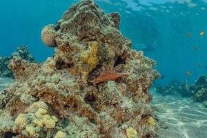 barriera corallina e piante acquatiche nel mar rosso, eilat israele foto