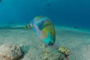 i pesci nuotano nel mar rosso, pesci colorati, eilat israele foto