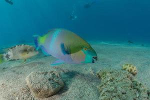 i pesci nuotano nel mar rosso, pesci colorati, eilat israele foto