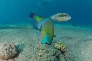 i pesci nuotano nel mar rosso, pesci colorati, eilat israele foto