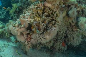 barriera corallina e piante acquatiche nel mar rosso, eilat israele foto