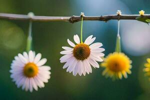 foto sfondo il cielo, fiori, il sole, il fiori, il sole, il fiori,. ai-generato