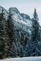montagne alberi coperti di neve.gli alberi sono congelati.per lo sfondo foto