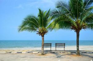 panchina vicino alla spiaggia con albero di cocco verde foto