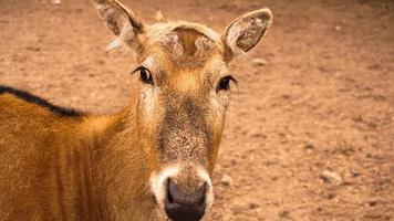 una femmina di cervo allo zoo. cervo su uno sfondo di sabbia foto