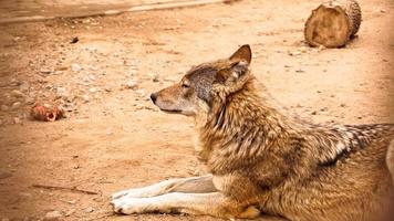 il lupo selvatico mente e guarda lontano. concetto di animali selvatici foto