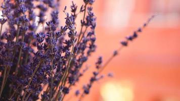 mazzi di lavanda essiccati su sfondo sfocato foto