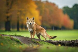 un' cane in piedi su un' sporco strada nel davanti di alberi. ai-generato foto