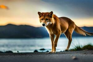 un' rosso lupo a piedi su il strada a tramonto. ai-generato foto