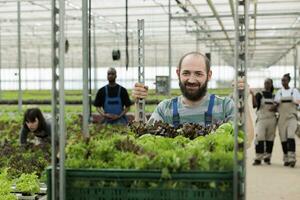 occupato gruppo di azienda agricola lavoratori raccolta salutare nutriente biologico bio verdure nel eco amichevole orticolo serra. contadino spingendo carrello pieno di localmente certificato eco amichevole frondoso verdura foto