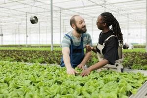 azienda agricola lavoratori contento con il certificato biologico eco amichevole bio nutriente verde lattuga Ritaglia raccogliere dare la precedenza dopo qualità controllo test. moderno Locale sostenibile idroponica serra foto