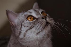 gatto grigio si siede e alza lo sguardo