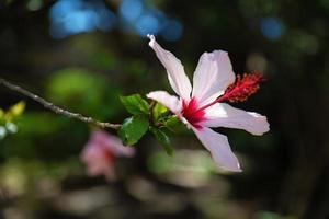 fiore rosa con grandi petali foto