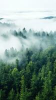 un aereo tiro di un' denso foresta con un' bianca nebbia foto