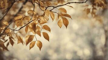 bellissimo colori di autunno su appena uno foglia. ai-generato foto