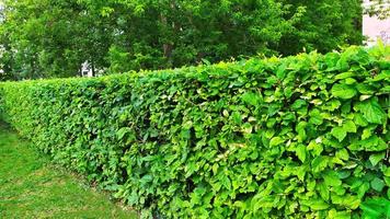 arbusti ornamentali. un muro di cespugli verdi. foto