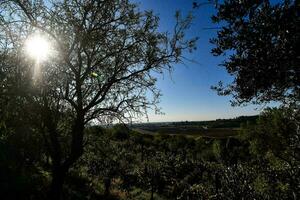 sfondo con alberi foto