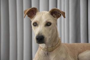 cane a pelo chiaro sdraiato su un puff in soggiorno foto