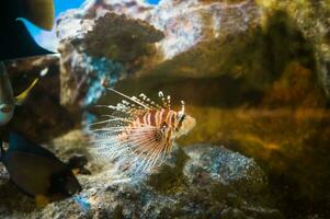 tropicale pesce scorpione un' molto pericoloso corallo scogliera pesce foto