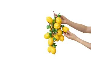 donna mano Tenere un' mazzo di artificiale giallo Limone su bianca isolato sfondo. foto