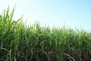 zucchero canna i campi può essere Usato come cibo e carburante. foto