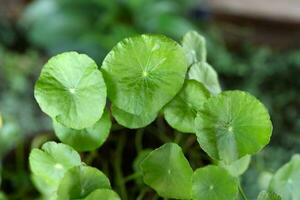 centella asiatica erba per cura interno calore foto