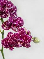 marrone macchiato orchidea phalaenopsis gatto selvatico, un' ramo di un' fioritura orchidea su un' bianca sfondo. tropicale fiore, ramo di orchidea vicino su. viola orchidea sfondo. vacanza, Da donna giorno, fiore carta foto